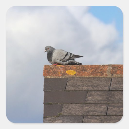 Good Morning Pigeon Quadratischer Aufkleber (Vorderseite)