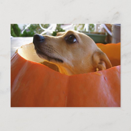 Good Rufus Pumpkin Postcard Postkarte (Vorderseite)