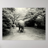 Goodbye Elephant, Tiger und Zebra Poster (Vorne)
