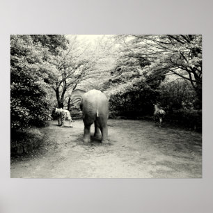 Goodbye Elephant, Tiger und Zebra Poster