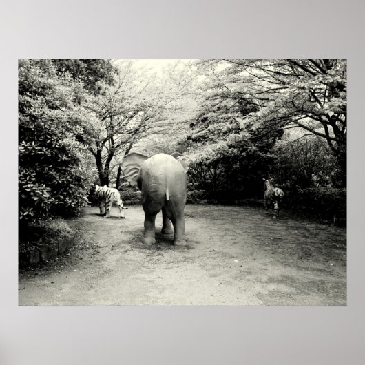 Goodbye Elephant, Tiger und Zebra Poster (Vorne)