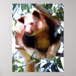 Goodfellow's Tree Kangaroo Poster