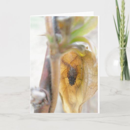 Goodnight Fly Note Card Feiertagskarte (Vorderseite)