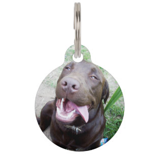 Goofy Delights: Chocolate Brown Labrador Puppy, Haustiermarke