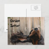 Goofy Gordon Setter Postkarte (Vorne/Hinten)