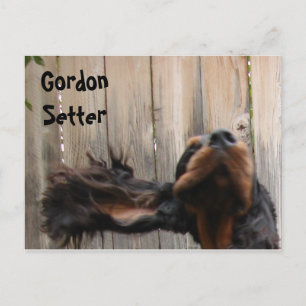Goofy Gordon Setter Postkarte