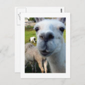 Goofy Llama Postcard Postkarte (Vorne/Hinten)