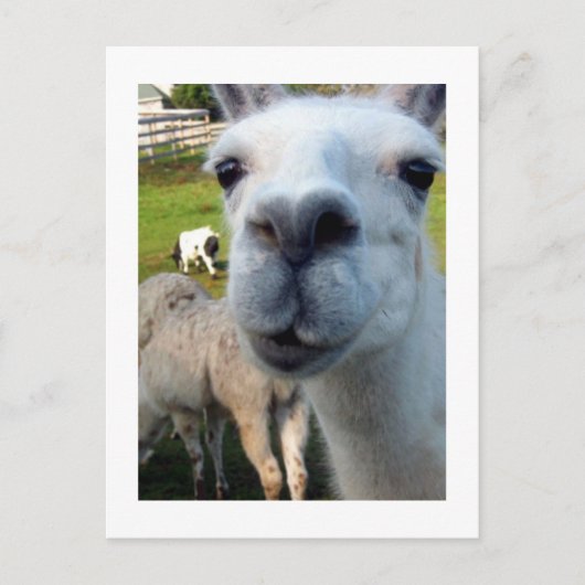 Goofy Llama Postcard Postkarte (Vorderseite)