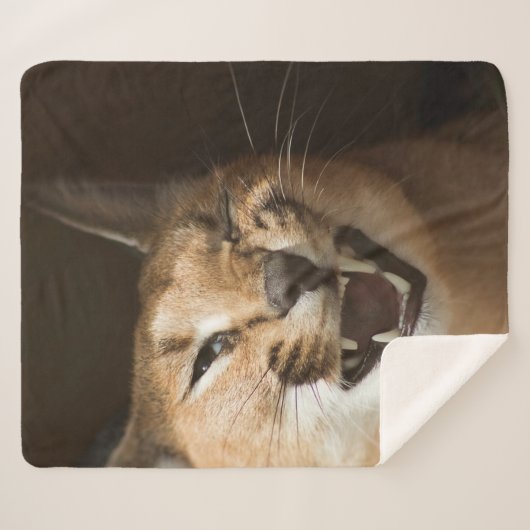 Goofy Lynx Sherpadecke (Vorderseite (Horizontal))