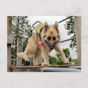 goofy postkarte