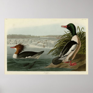 Goosander (Common Merganser) Audubons Vögel Poster
