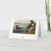 Goosander (Gemeiner Merganser) Audubons Vögel Karte (Rückseite)