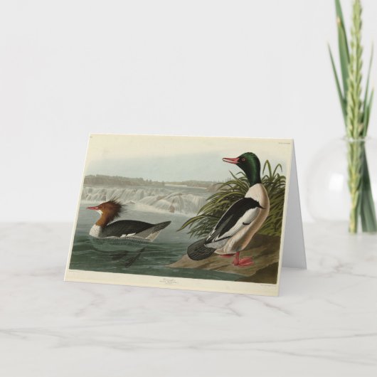 Goosander (Gemeiner Merganser) Audubons Vögel Karte (Vorderseite)