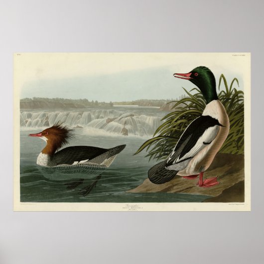 Goosander (Gemeiner Merganser) Audubons Vögel Poster (Vorne)