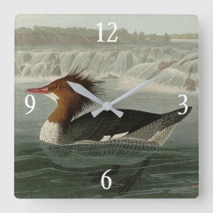 Goosander (Gemeiner Merganser) Audubons Vögel Quadratische Wanduhr