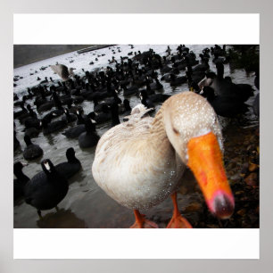 Goose and Coots Poster