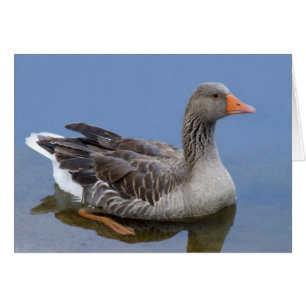 Goose Card