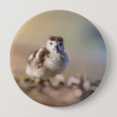 Goose Chick Nature Foto Button (Vorderseite)