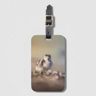 Goose Chick Nature Foto Gepäckanhänger