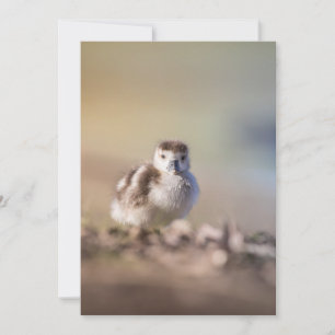 Goose Chick Nature Foto Karte
