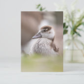 Goose Chick Nature Foto Karte (Stehend Vorderseite)