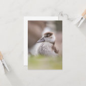 Goose Chick Nature Foto Karte (Vorderseite/Rückseite Beispiel)