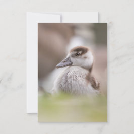 Goose Chick Nature Foto Karte