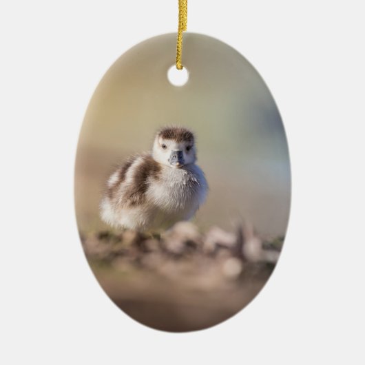 Goose Chick Nature Foto Keramik Ornament (Vorne)