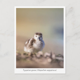 Goose Chick Nature Foto Postkarte