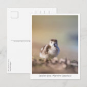 Goose Chick Nature Foto Postkarte (Vorne/Hinten)