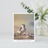 Goose Chick Nature Foto Postkarte (Stehend Vorderseite)