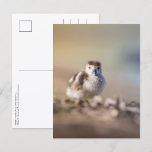 Goose Chick Nature Foto Postkarte