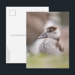 Goose Chick Nature Foto Postkarte<br><div class="desc">Foto eines Wildschweins, nah zum Rhein in Deutschland. Foto © Sebastian Wurm.</div>