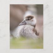 Goose Chick Nature Foto Postkarte (Vorderseite)