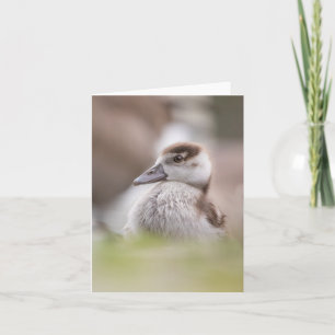 Goose Chick Nature Photo Karte