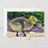 Goose Chick Postcard Postkarte (Vorne/Hinten)