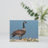 Goose Family Postcard Postkarte (Stehend Vorderseite)