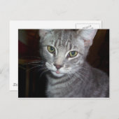 Goose Goobler Postkarte (Vorne/Hinten)