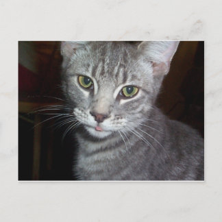 Goose Goobler Postkarte