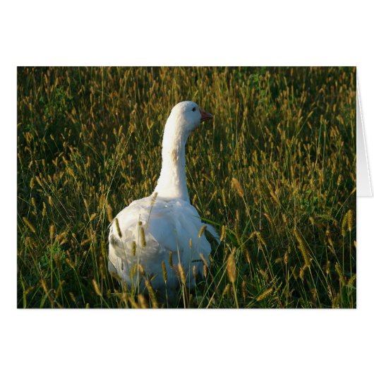 Goose in The Hay Meadow (Vorderseite (Horizontal))