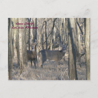 Goose Island, La Crosse, Wisconsin Postkarte