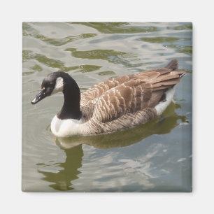 Goose Magnet