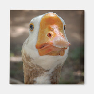 Goose Portrait Magnet