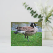 Goose Postkarte (Stehend Vorderseite)