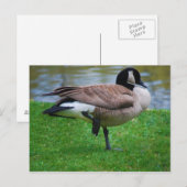 Goose Postkarte (Vorne/Hinten)