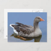 Goose Postkarte (Vorne/Hinten)