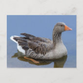 Goose Postkarte (Vorderseite)