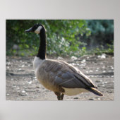 Goose Print - Goose Print Poster (Vorne)