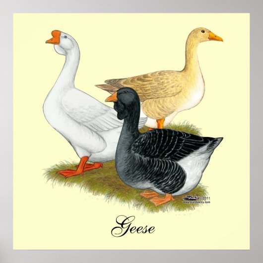 Goose Trio Poster (Vorne)