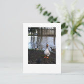Goose Walk Postkarte (Stehend Vorderseite)